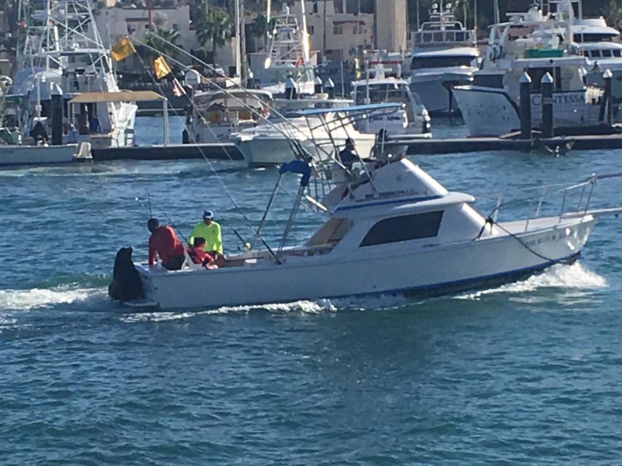 Cabowilson Daire Cabo San Lucas Dış mekan fotoğraf